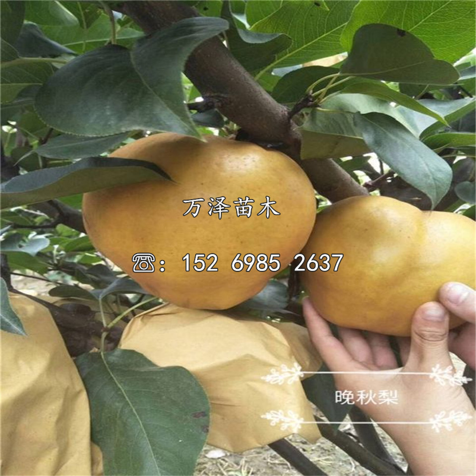 早紅考蜜思梨樹苗銷售