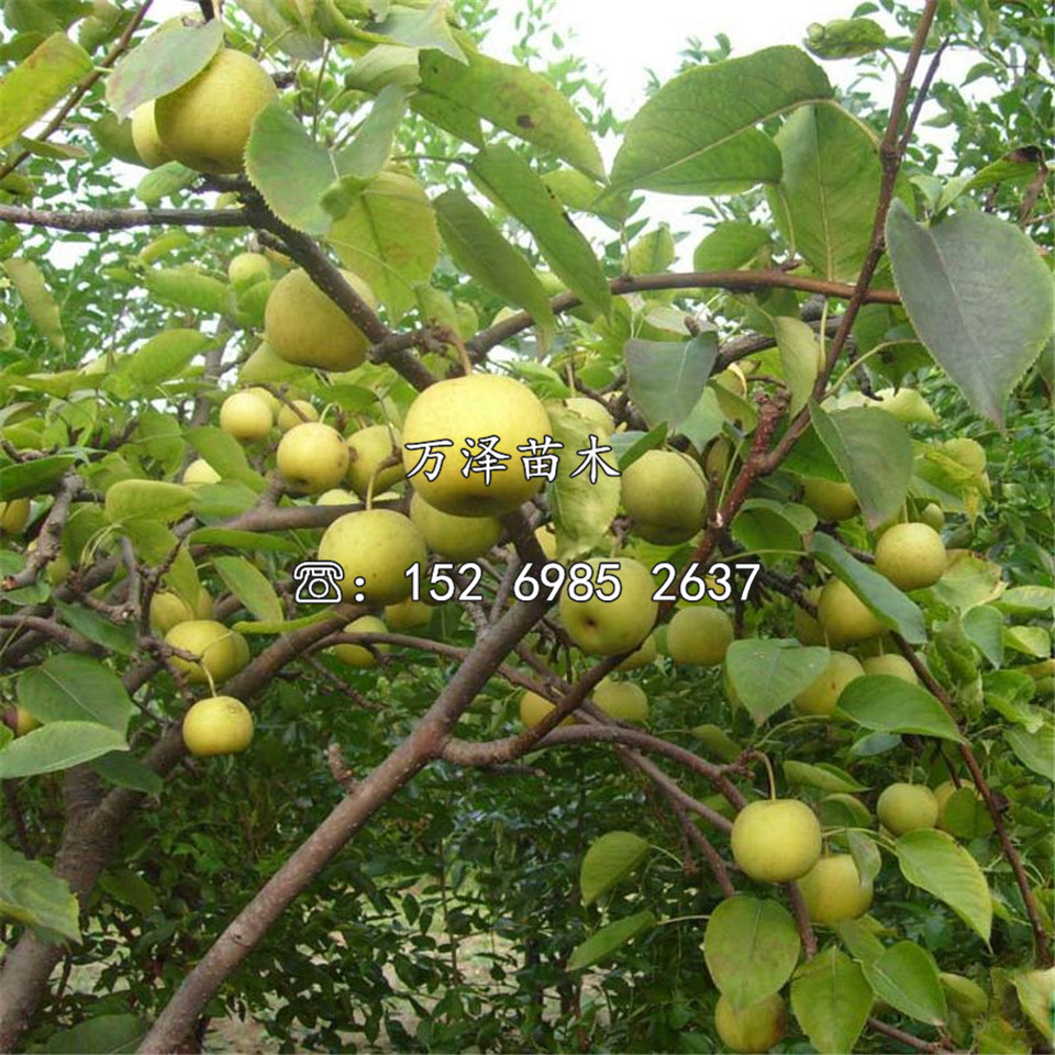 蘋果梨樹苗價(jià)格一覽表