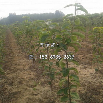 六月酥梨樹苗供應(yīng)