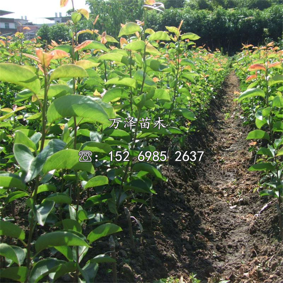 蘇翠梨樹苗供應(yīng)、蘇翠梨樹苗品種介紹