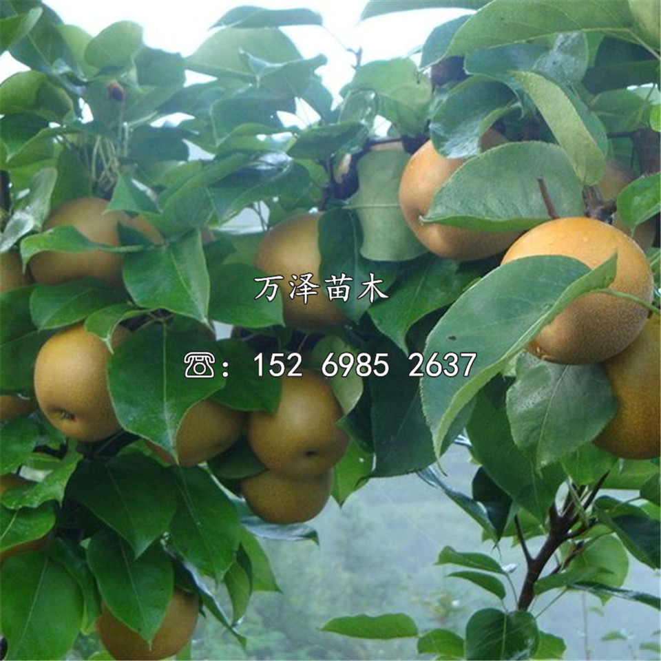 美人酥梨树苗新品种、美人酥梨树苗品种介绍
