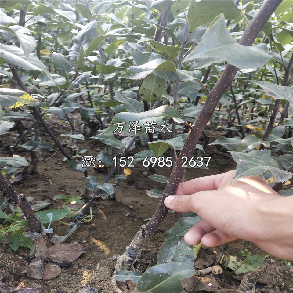 早紅考蜜思梨樹苗銷售