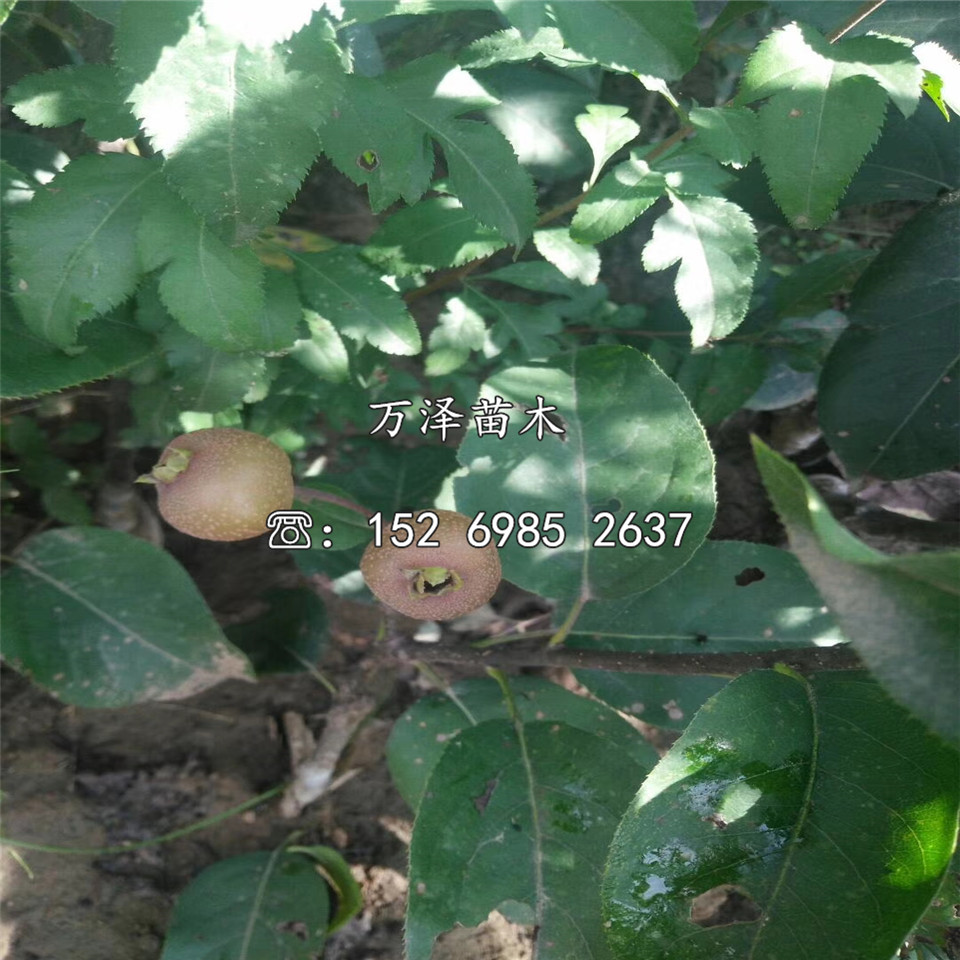 中梨二號(hào)樹苗、中梨二號(hào)樹苗批發(fā)價(jià)格