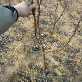 四公分梨樹苗產(chǎn)地
