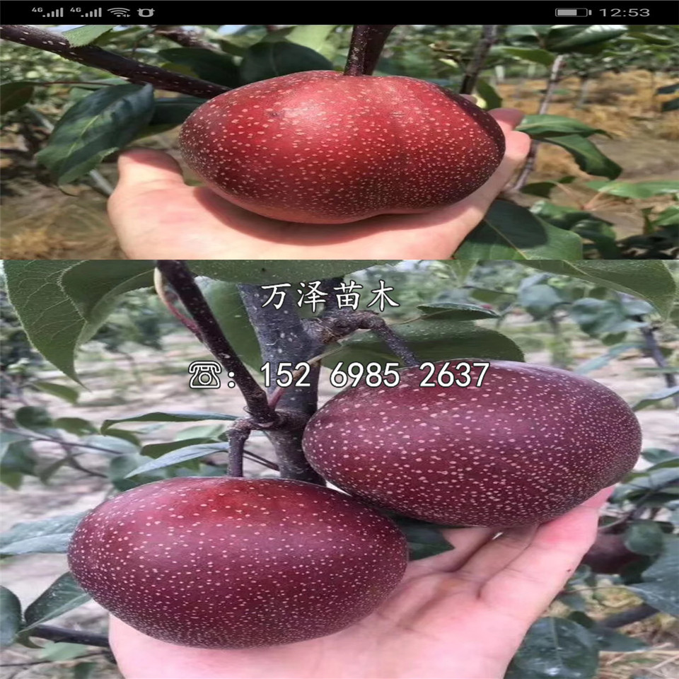 晚秋黃梨樹苗價格一覽表