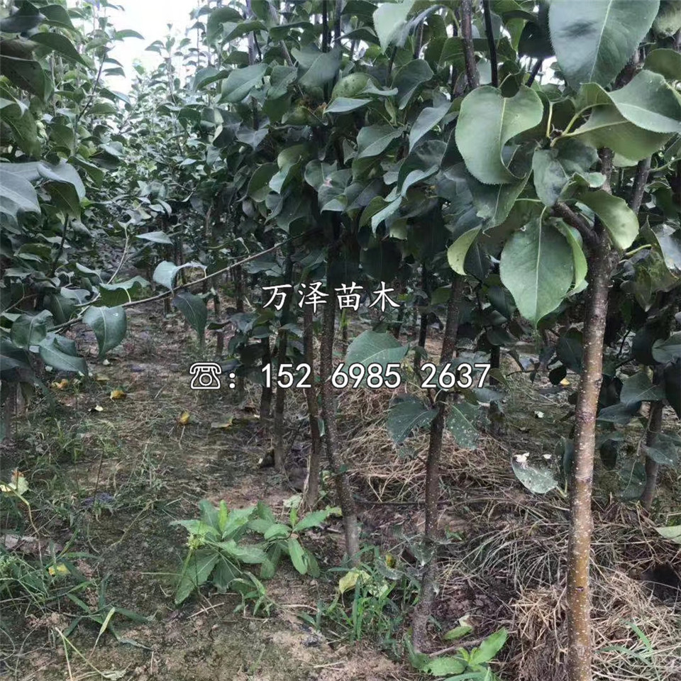博翠一號梨樹苗基地、博翠一號梨樹苗銷售