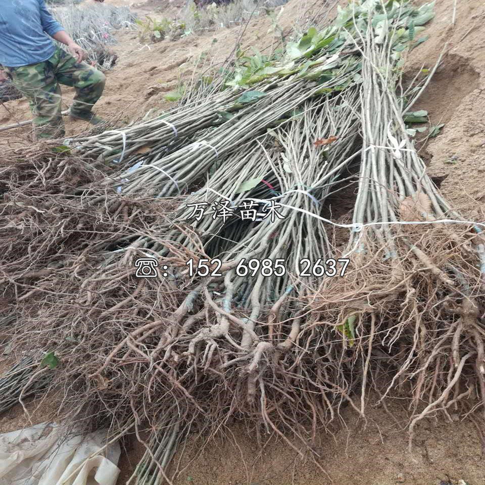 泰栗三号板栗苗基地、泰栗三号板栗苗产地