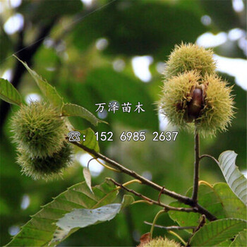 桂花香板栗苗供應(yīng)