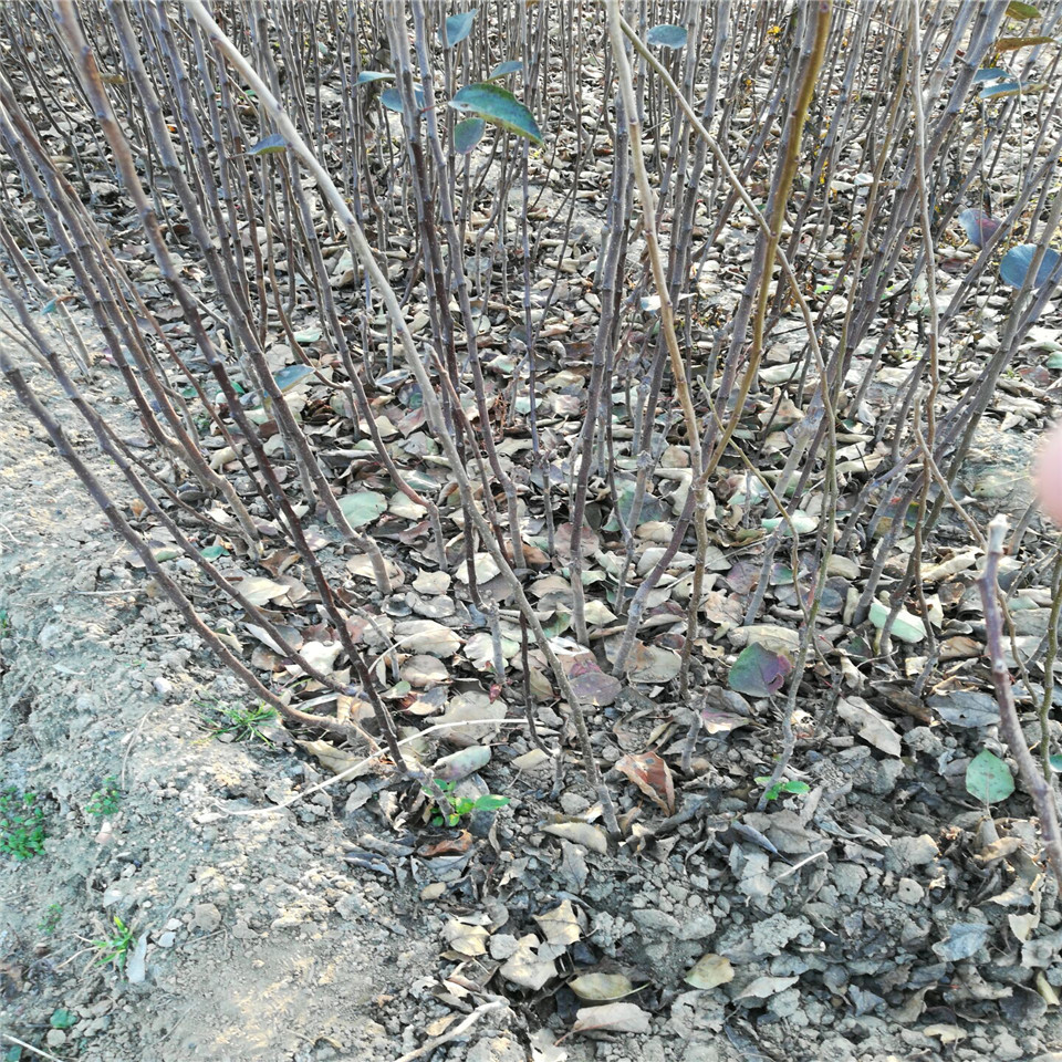 青香蕉苹果苗出售、青香蕉苹果苗基地