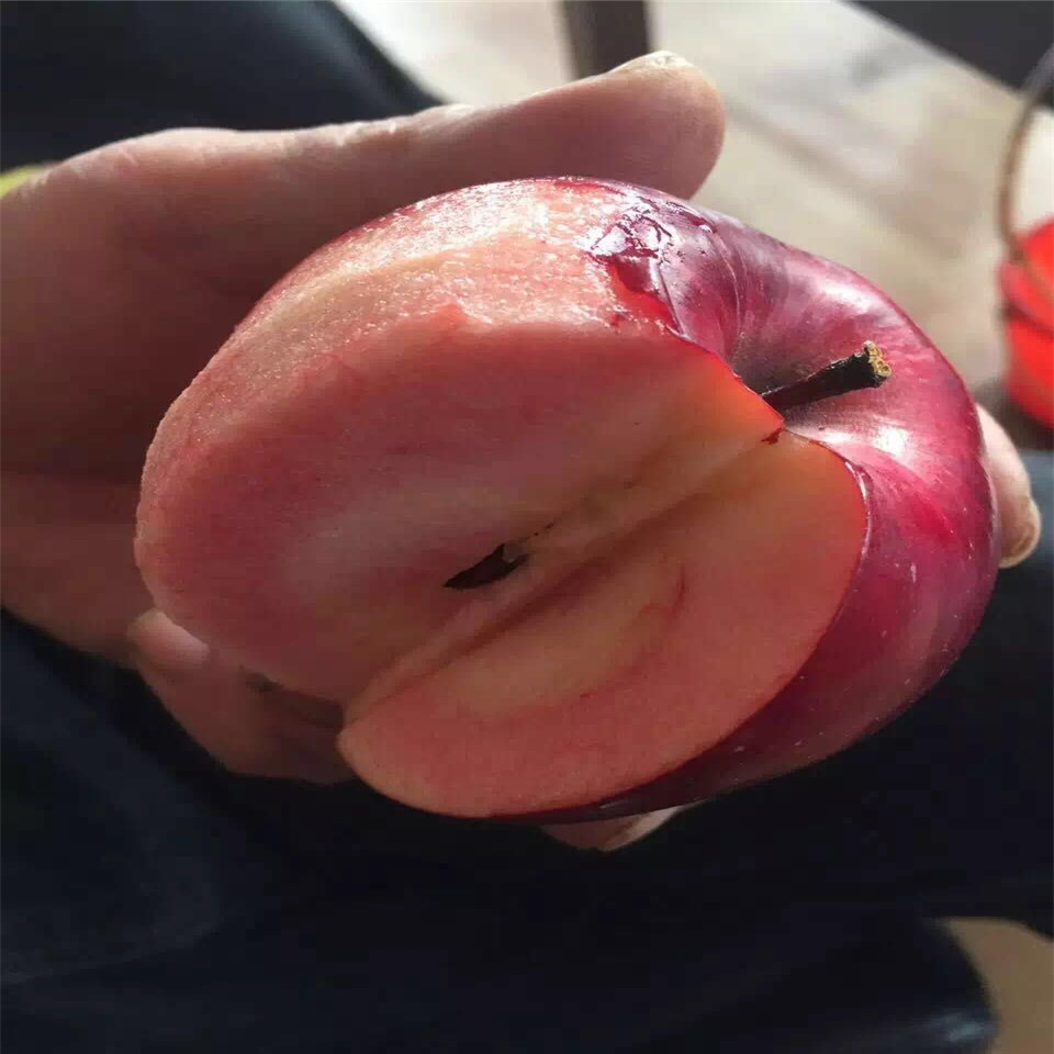 黃元帥蘋(píng)果苗新品種