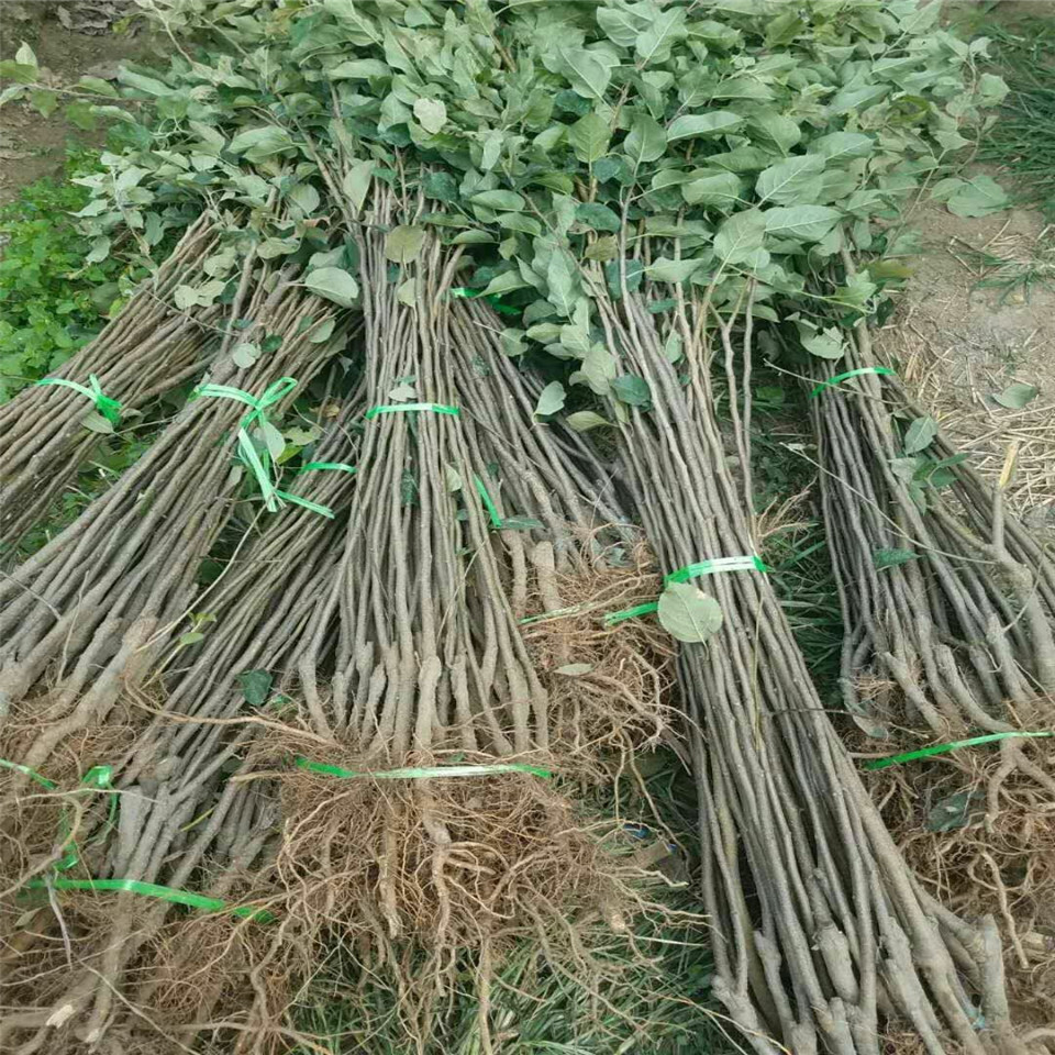 青香蕉蘋(píng)果苗供應(yīng)、青香蕉蘋(píng)果苗供應(yīng)基地