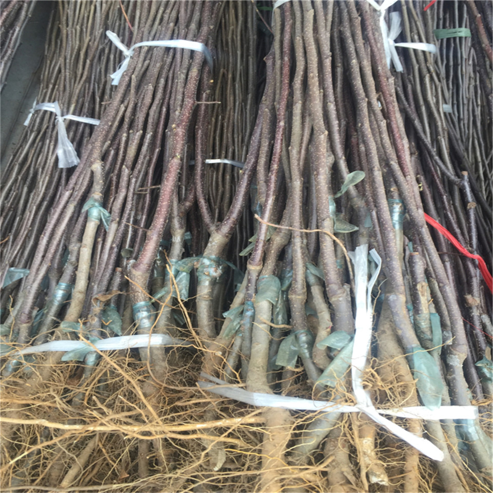 矮化大紅榮蘋果苗基地價(jià)格