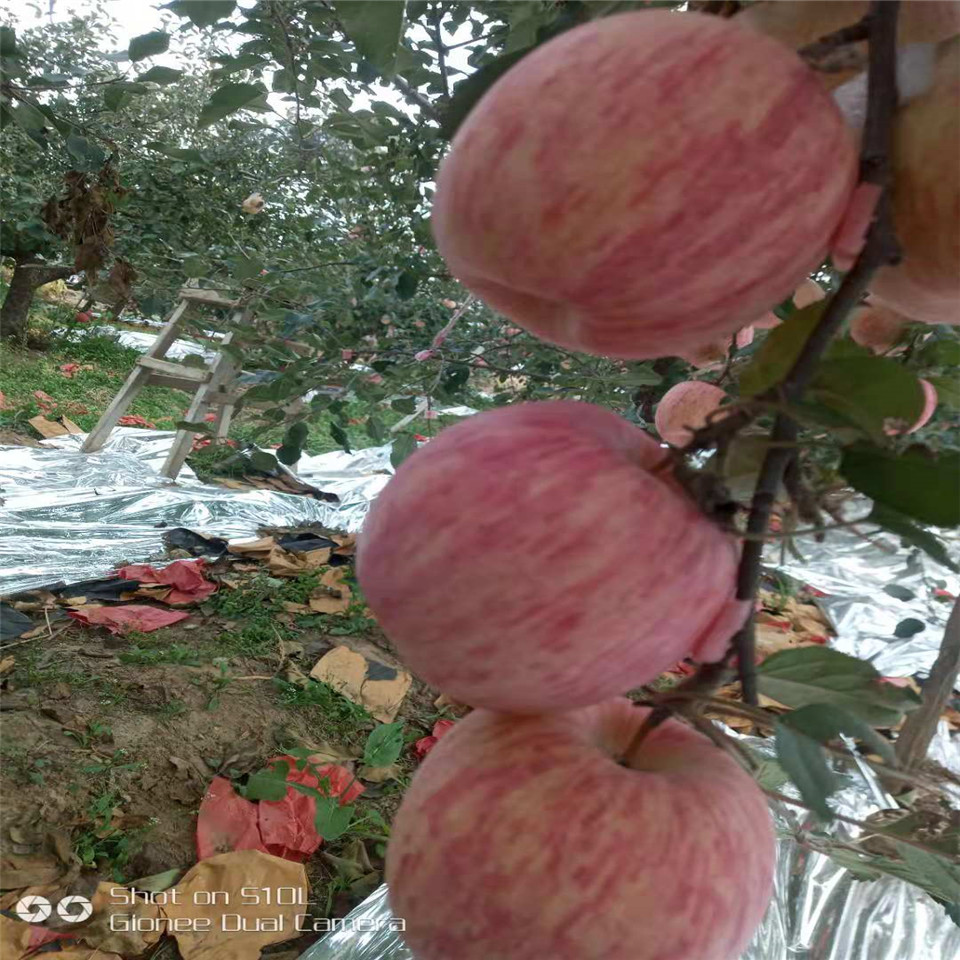 维纳斯黄金果苹果苗基地