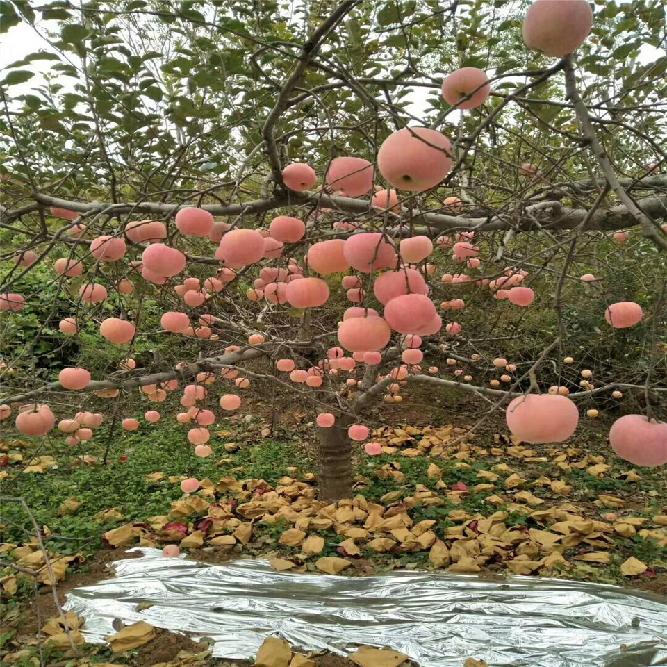 岳珊蘋(píng)果苗價(jià)位