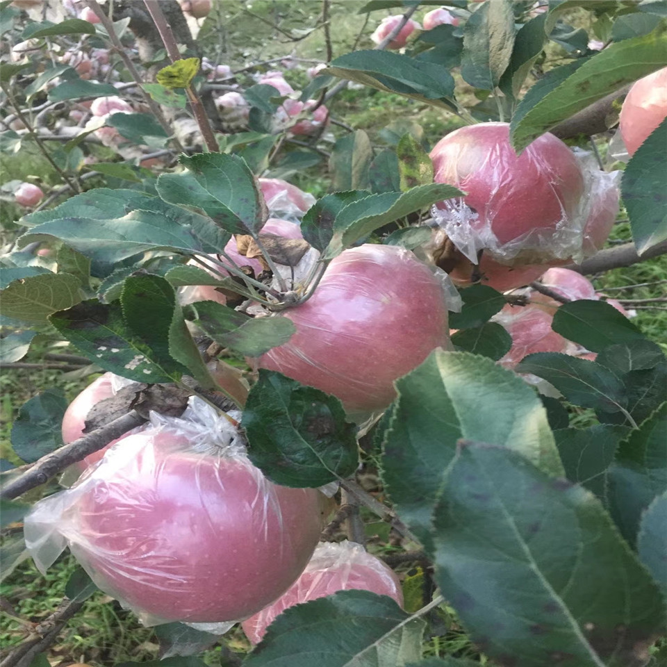 花牛苹果苗上车价格