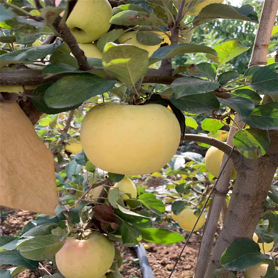 青香蕉苹果苗种植基地