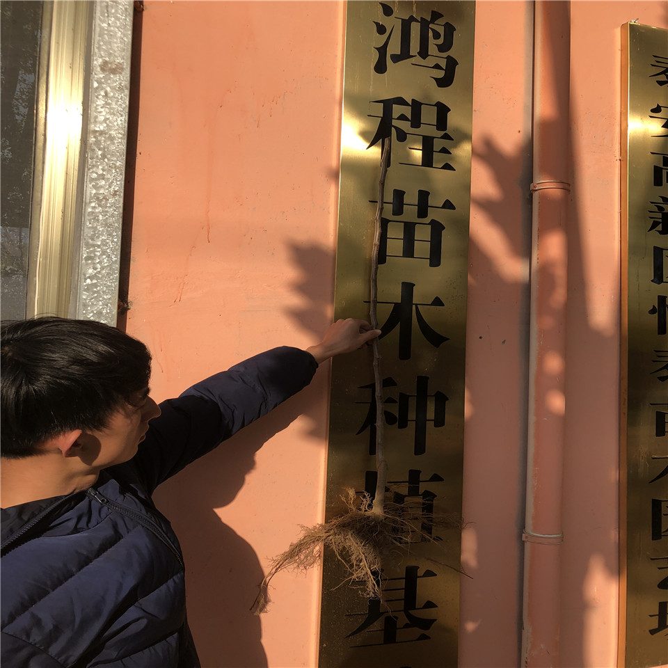 岳珊蘋(píng)果苗價(jià)位