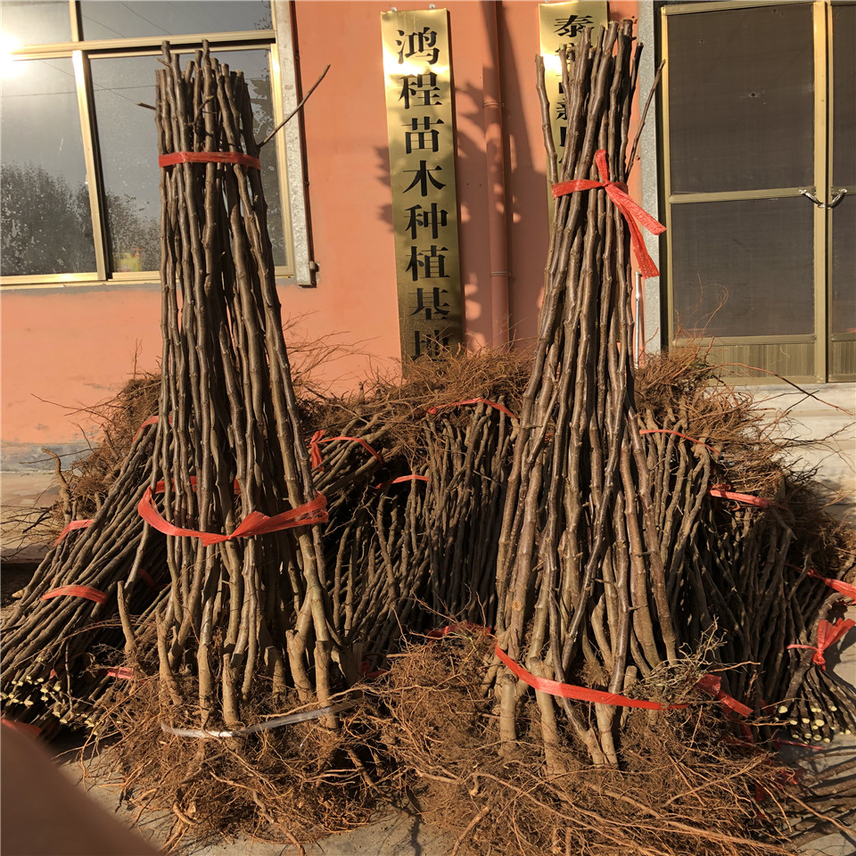 矮化響富蘋(píng)果苗基地價(jià)格
