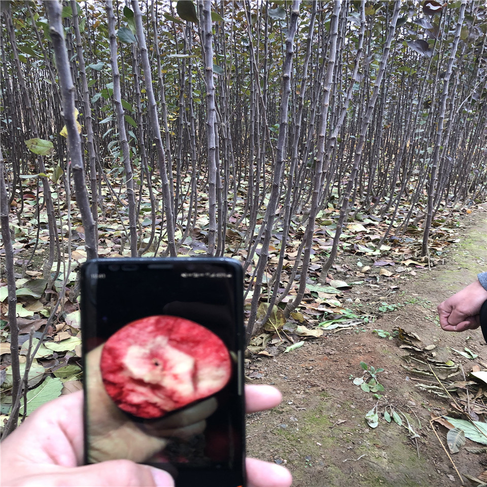 矮化维纳斯黄金苹果苗基地价格