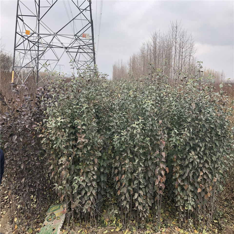 千雪苹果苗种植基地