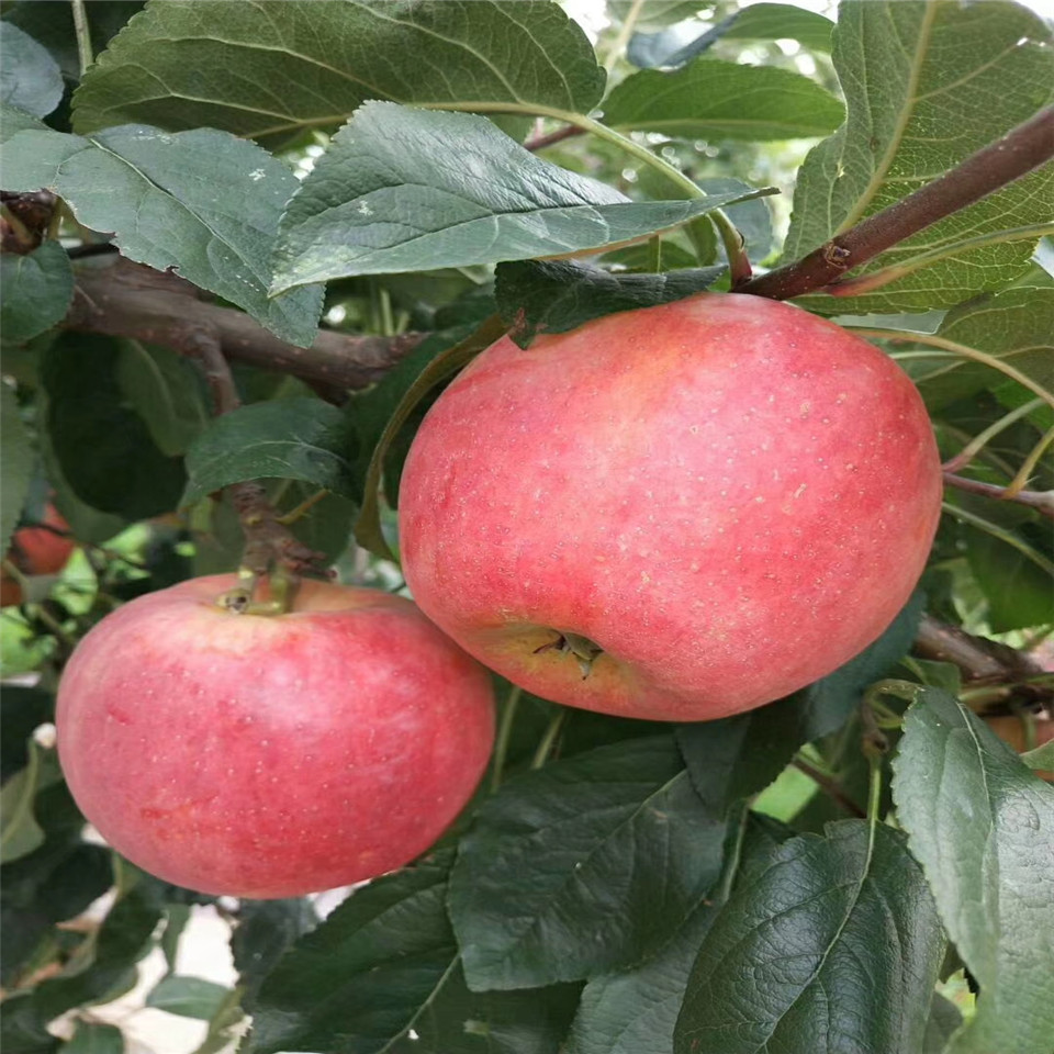 矮化大紅榮蘋果苗基地價(jià)格
