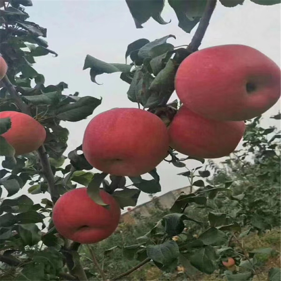 千雪苹果苗种植基地