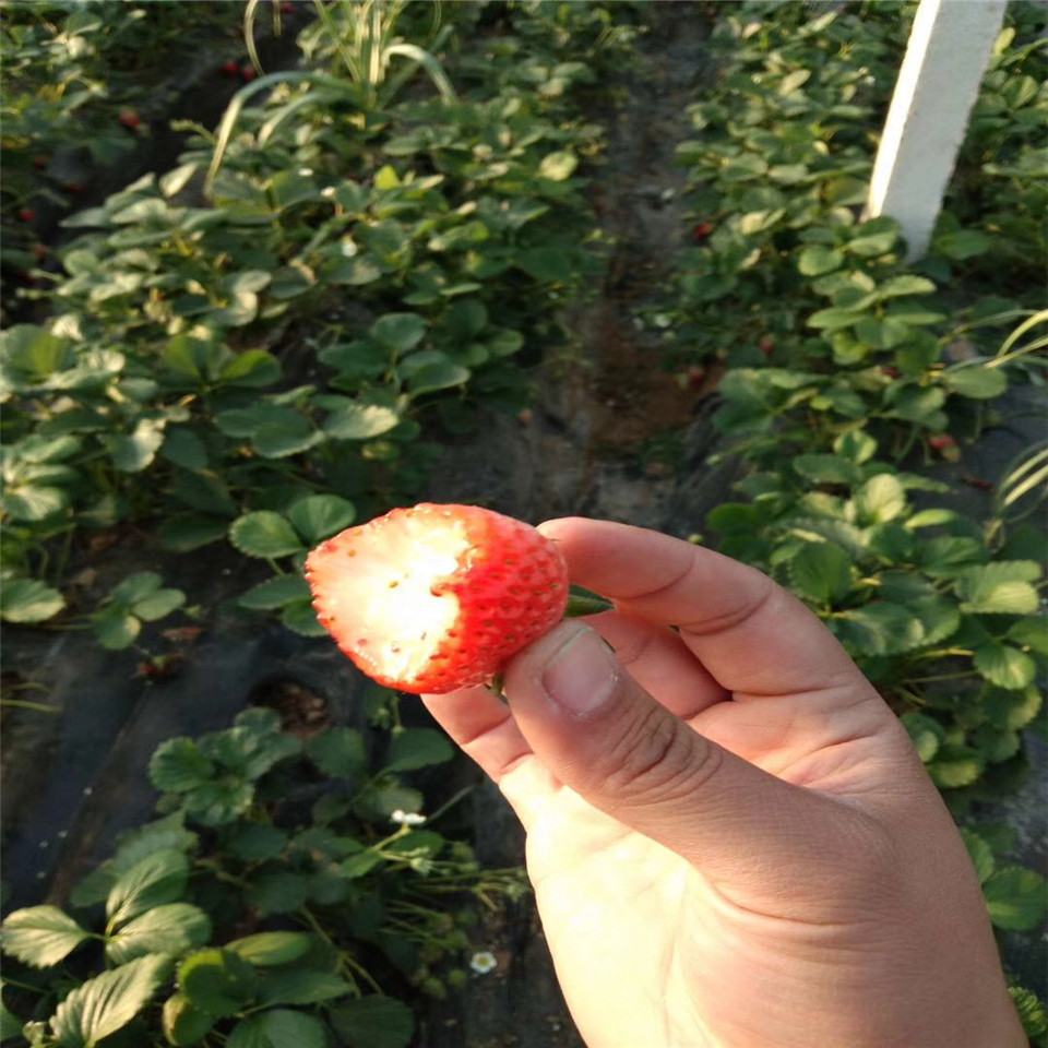日本淡雪草莓苗基地、日本淡雪草莓苗批发价格