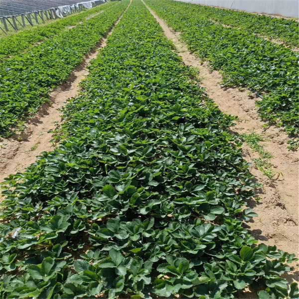 宝交草莓苗基地、宝交草莓苗种植基地