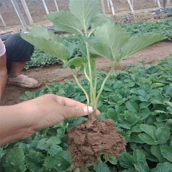 鬼奴甘草莓苗、鬼奴甘草莓苗批發(fā)價(jià)格