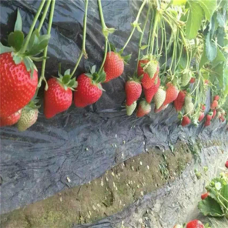 晚熟草莓苗供应、晚熟草莓苗品种介绍