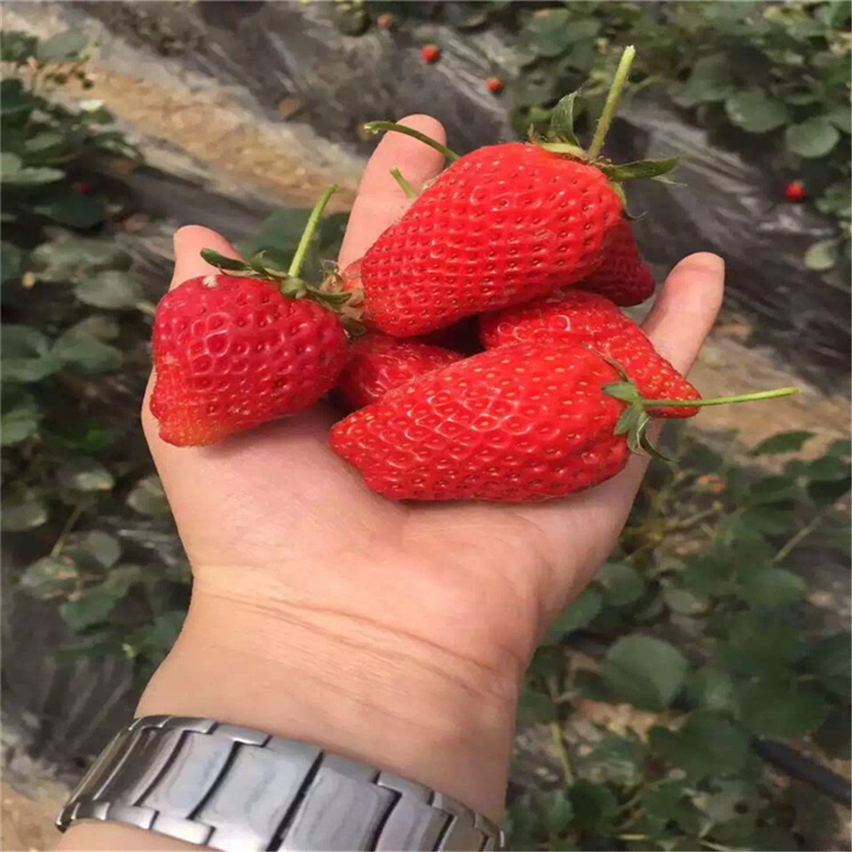 莱克特草莓苗基地、莱克特草莓苗价格及报价