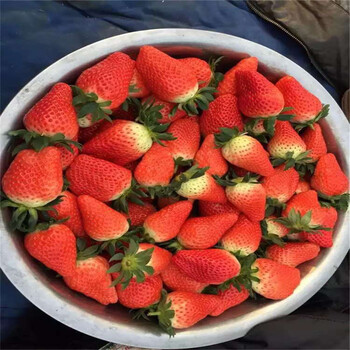 早熟草莓苗批发价格