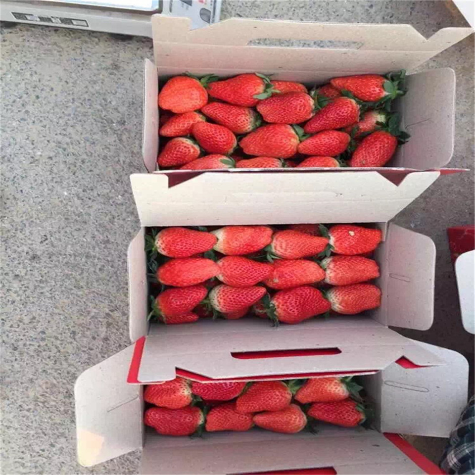 红颜草莓苗批发、红颜草莓苗品种介绍
