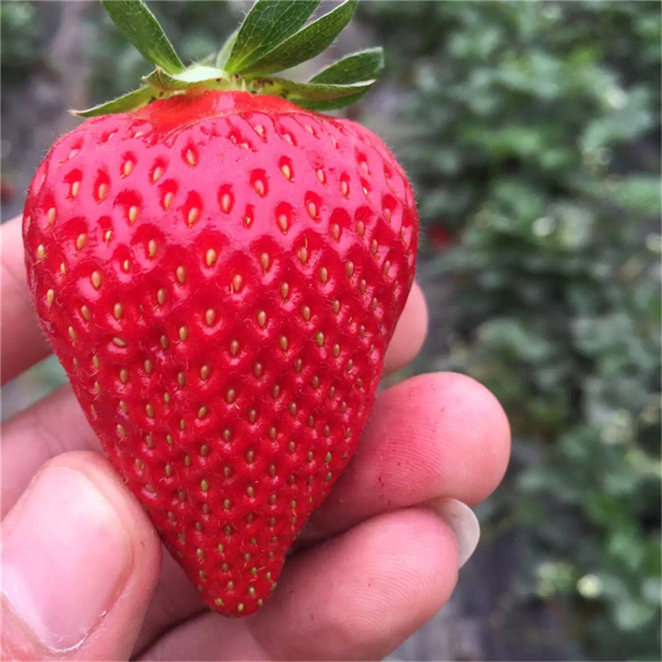江雪草莓苗供应、江雪草莓苗基地批发