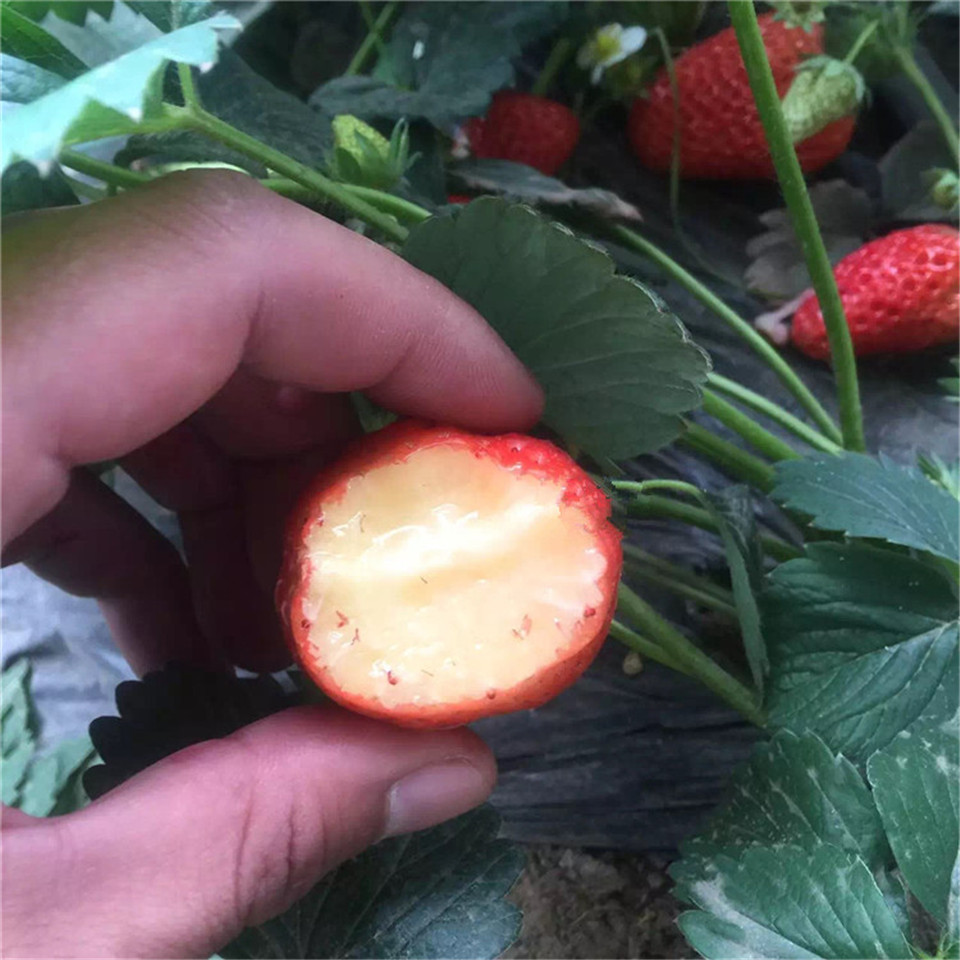 丽雪草莓苗价格及报价
