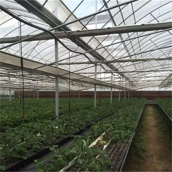 甜查理草莓苗、甜查理草莓苗基地