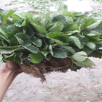 蜜王草莓苗基地、蜜王草莓苗种植基地