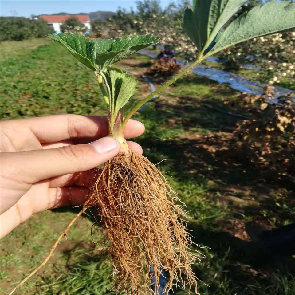 穴盘草莓苗批发、穴盘草莓苗基地价格