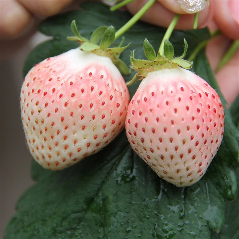 晚熟草莓苗供应、晚熟草莓苗品种介绍