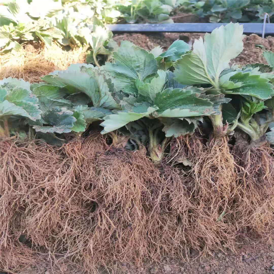 宝交草莓苗基地、宝交草莓苗种植基地