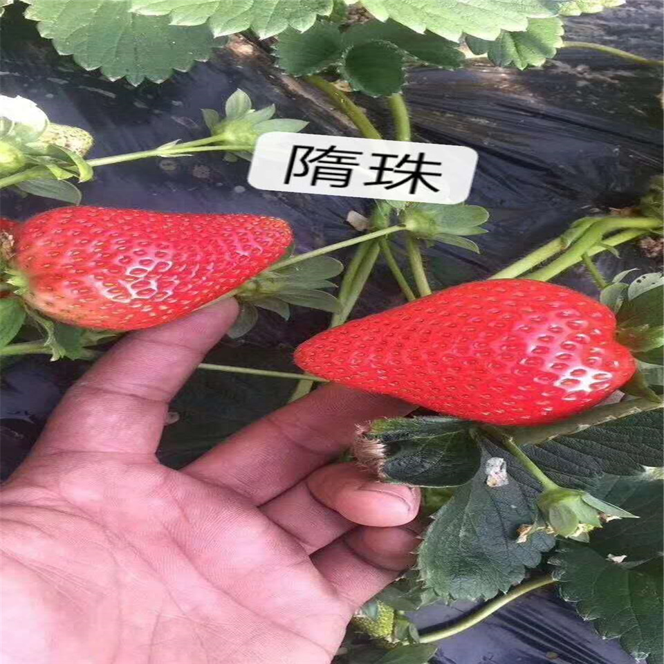 隋珠草莓苗、隋珠草莓苗基地批发