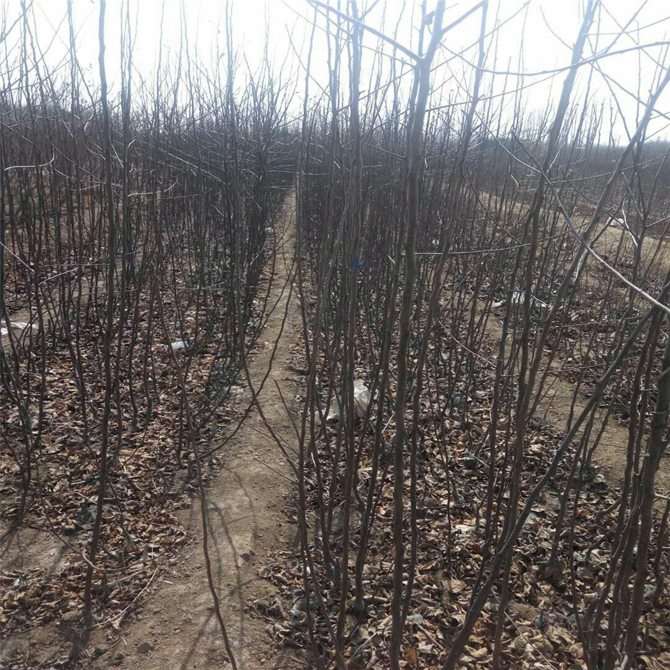 藤牧一号苹果树苗销售基地、藤牧一号苹果树苗新品种