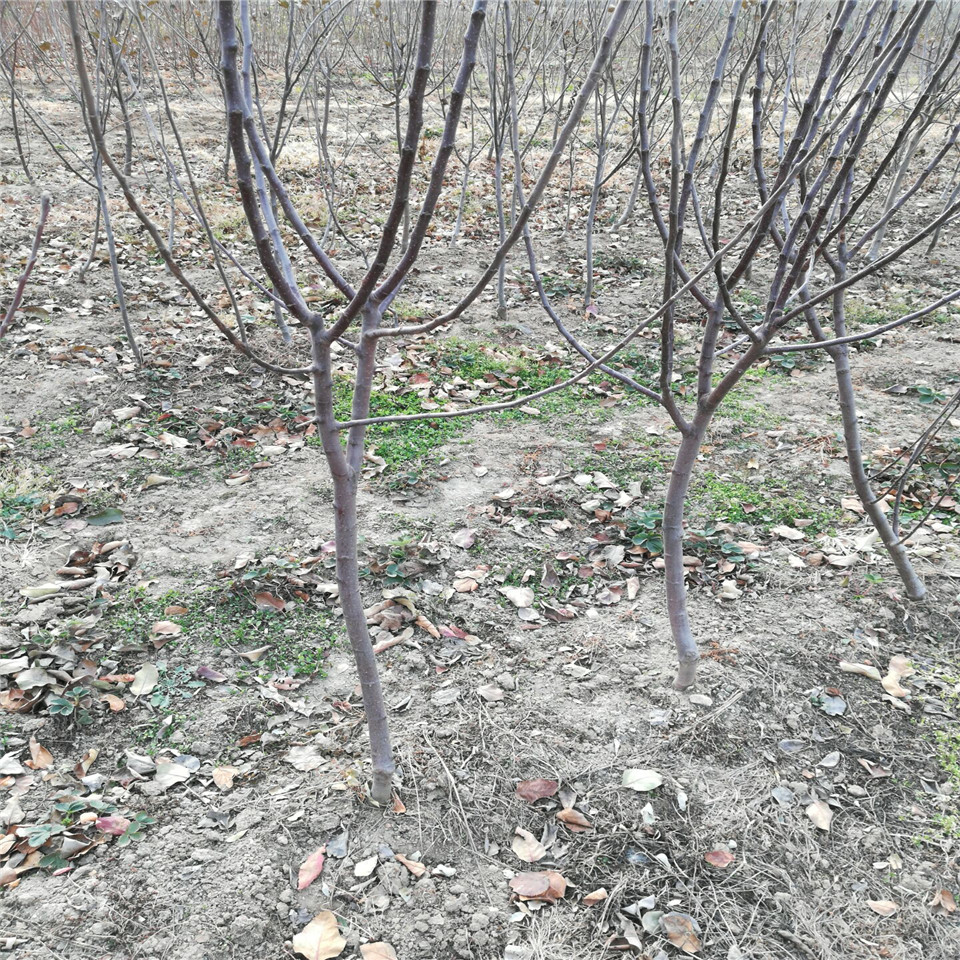 众成一号苹果树苗几元一棵、众成一号苹果树苗基地