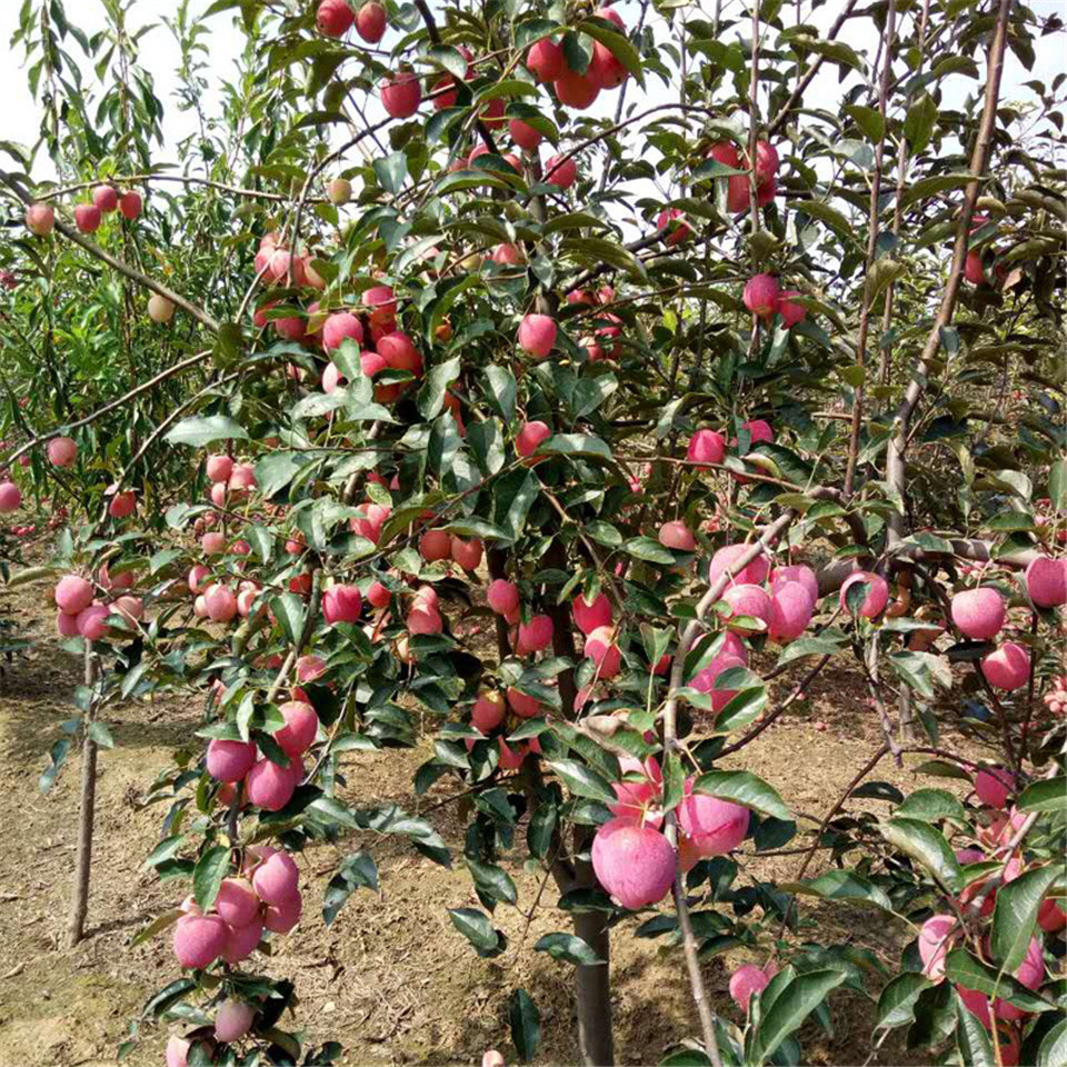 嫁接苹果树苗供应、嫁接苹果树苗出售价格