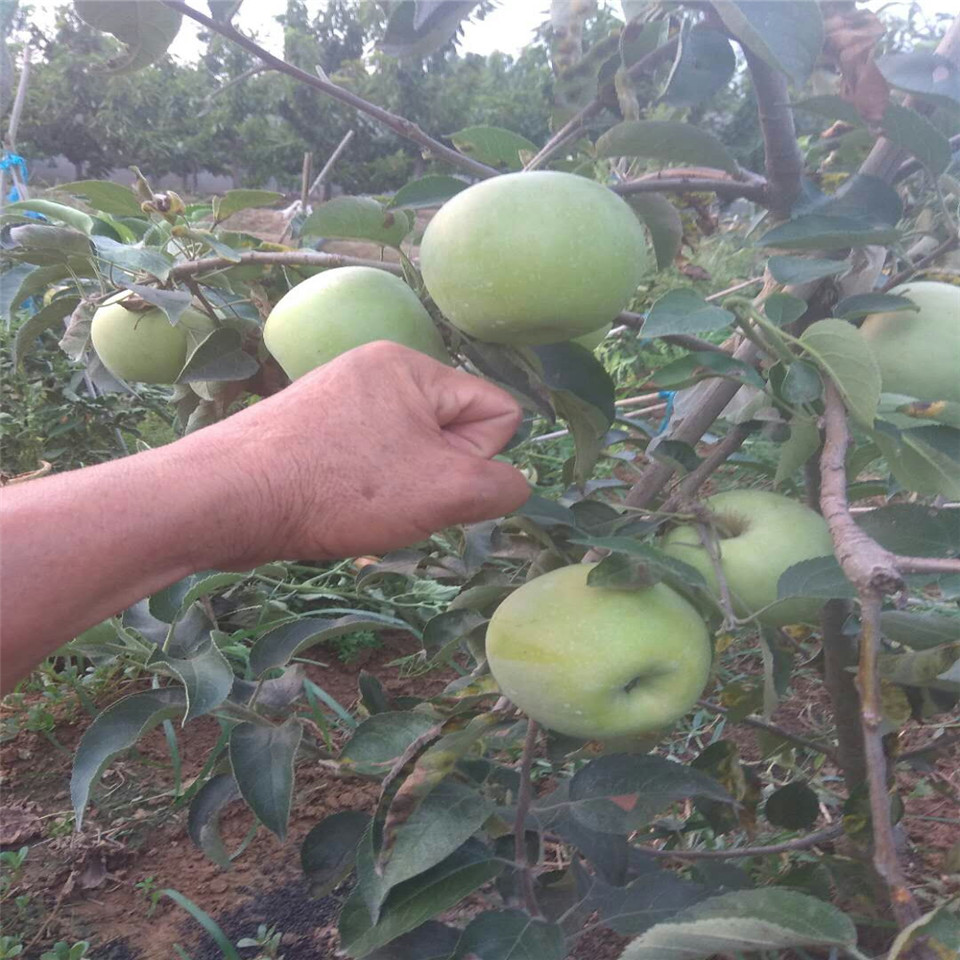 鲁丽苹果苗、鲁丽苹果苗新品种出售