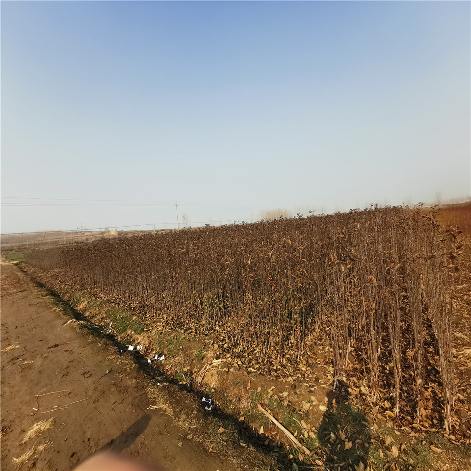 大紅榮蘋果樹苗批發(fā)價、大紅榮蘋果樹苗出售價格