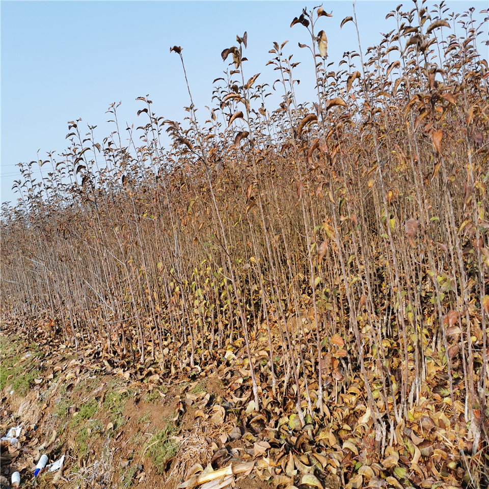 鲁丽苹果树苗价格及基地、鲁丽苹果树苗基地报价