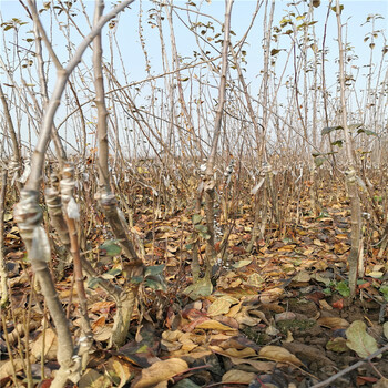 秦脆苹果树苗基地批发、秦脆苹果树苗价格公示