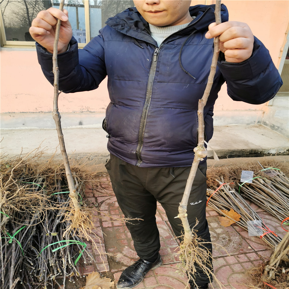 懒富苹果树苗批发价、懒富苹果树苗批发价格