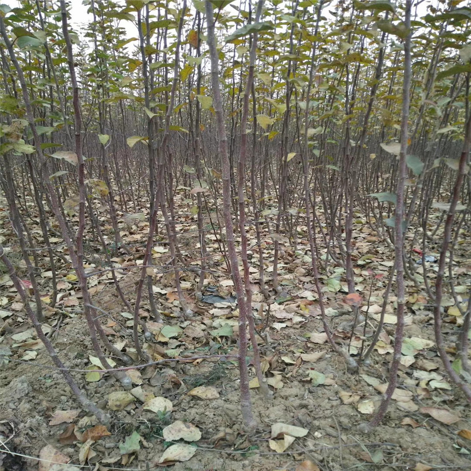 红肉苹果树苗销售基地、红肉苹果树苗批发价格